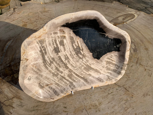 Versteend houten borden