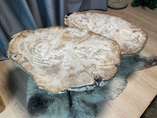 Fossiel houten salontafel