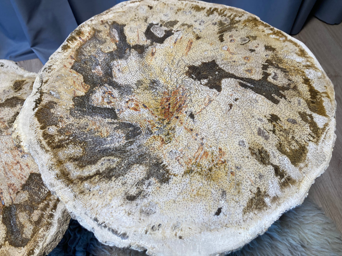 Versteende palm bijzettafel