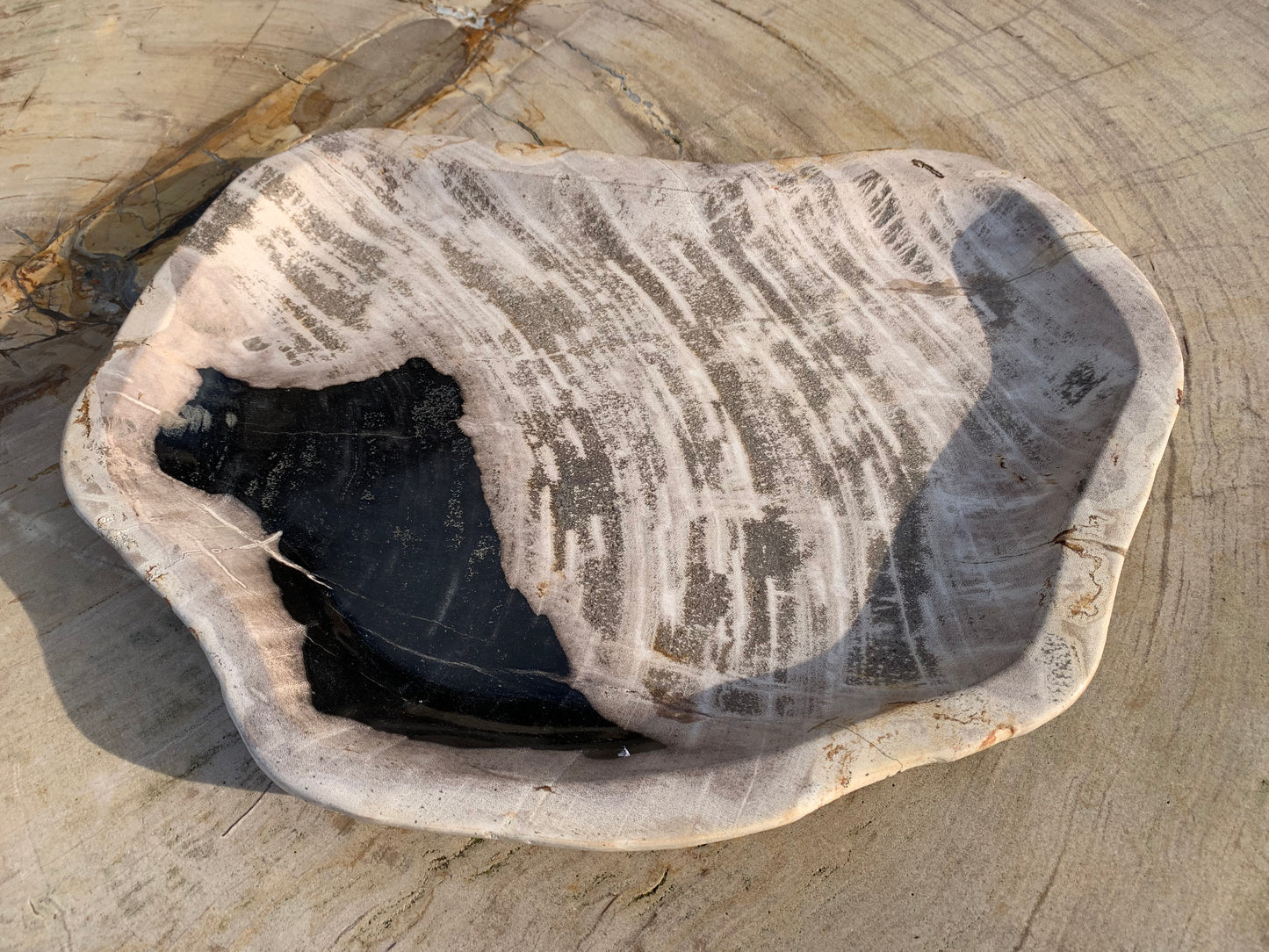 Versteend hout bord 01