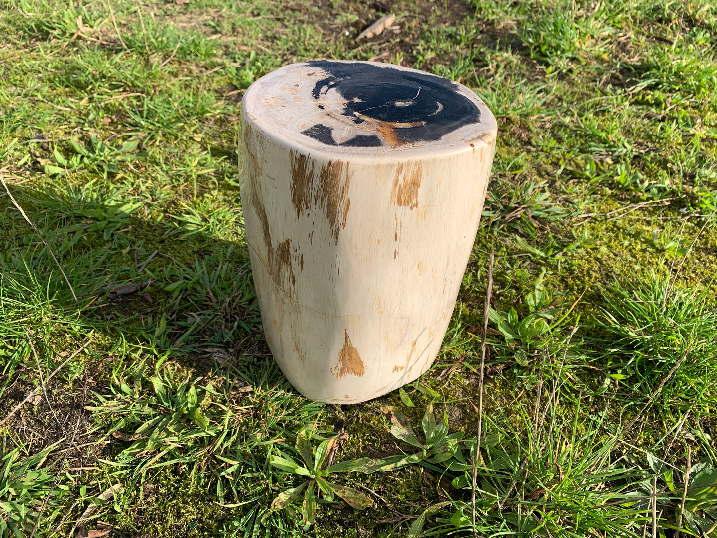 Stam versteend hout gepolijst