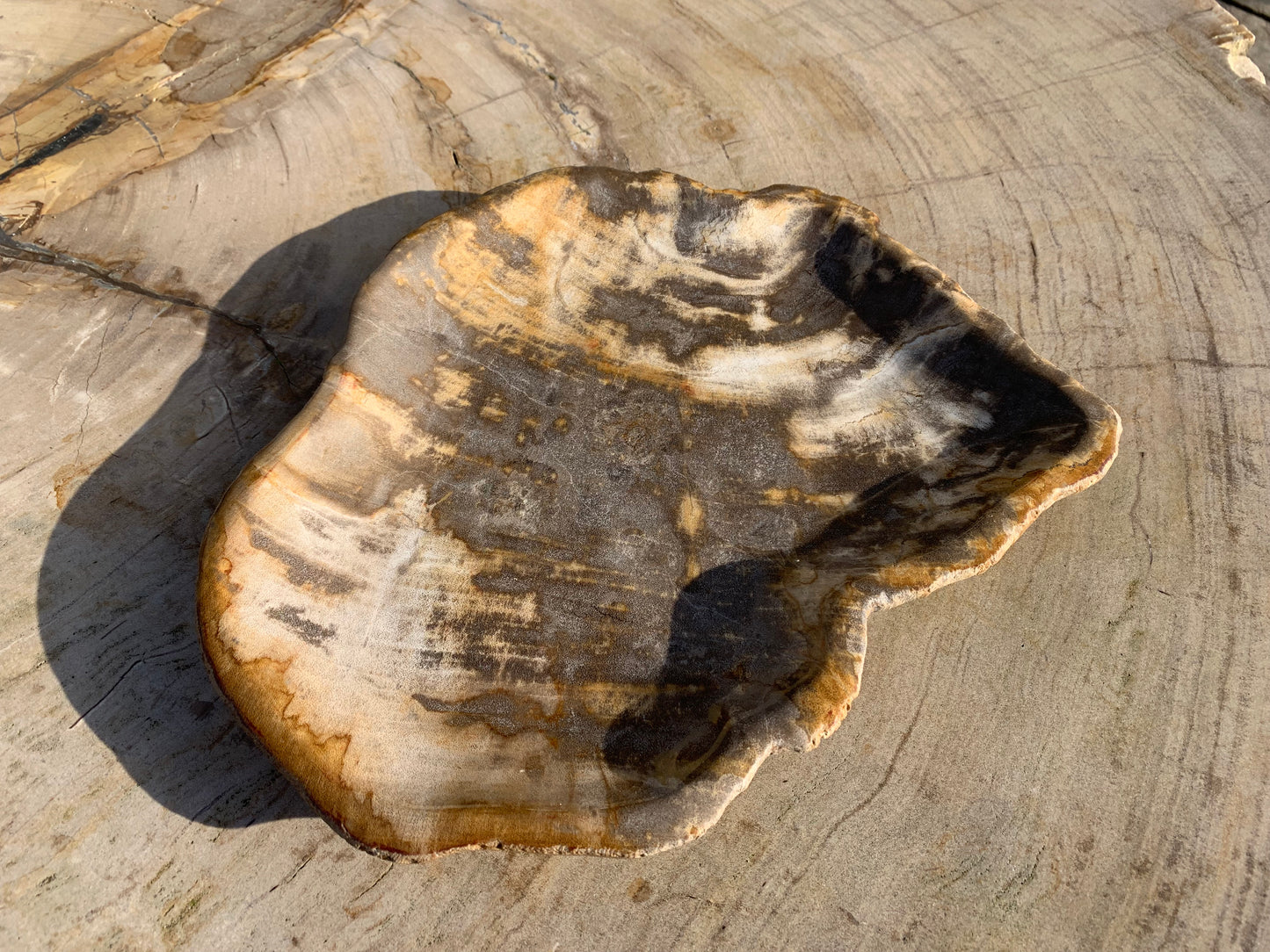 Versteend hout bord 03