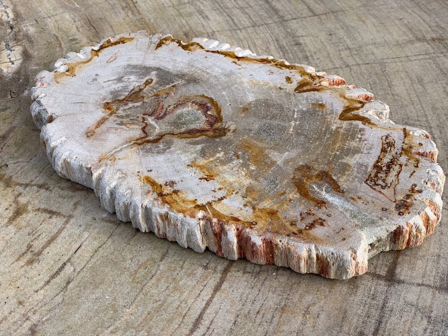 Versteend houten schijf