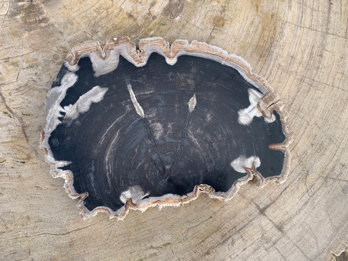 Versteend hout schijf 20