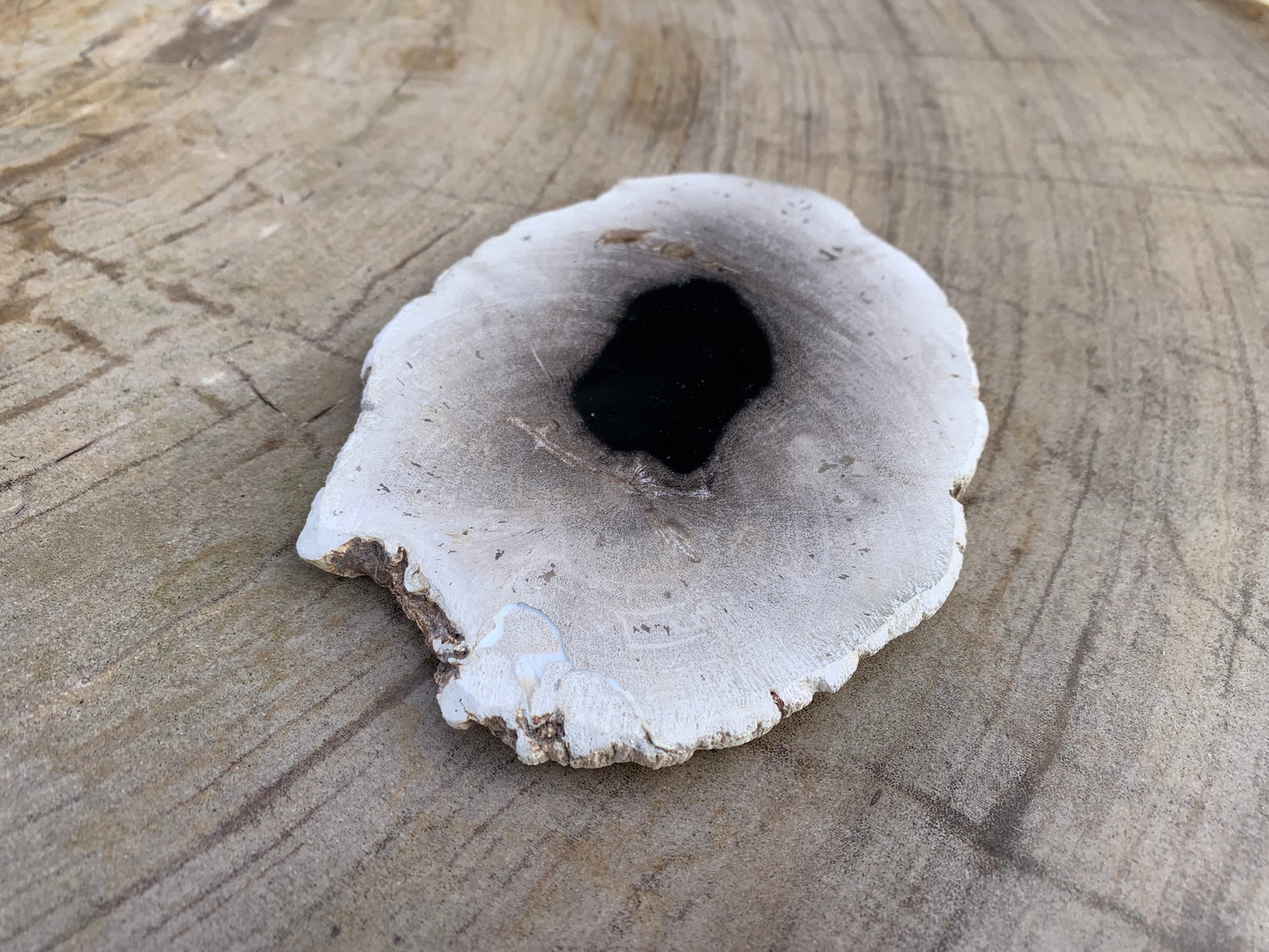 Versteend hout schijf 21