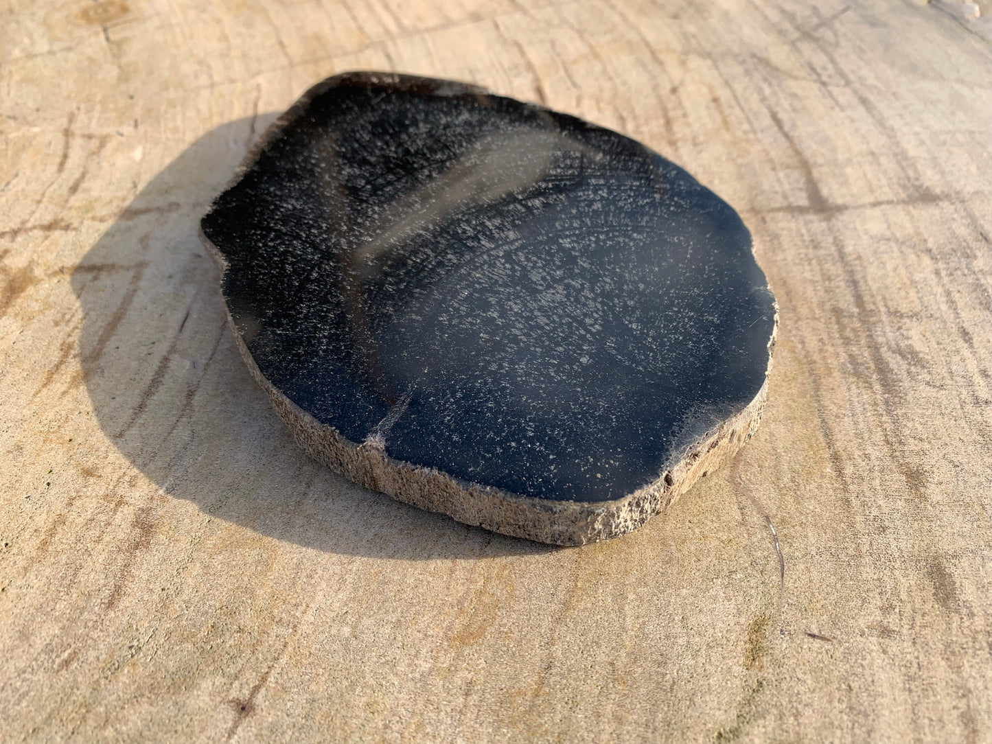 Versteend hout schijf 23