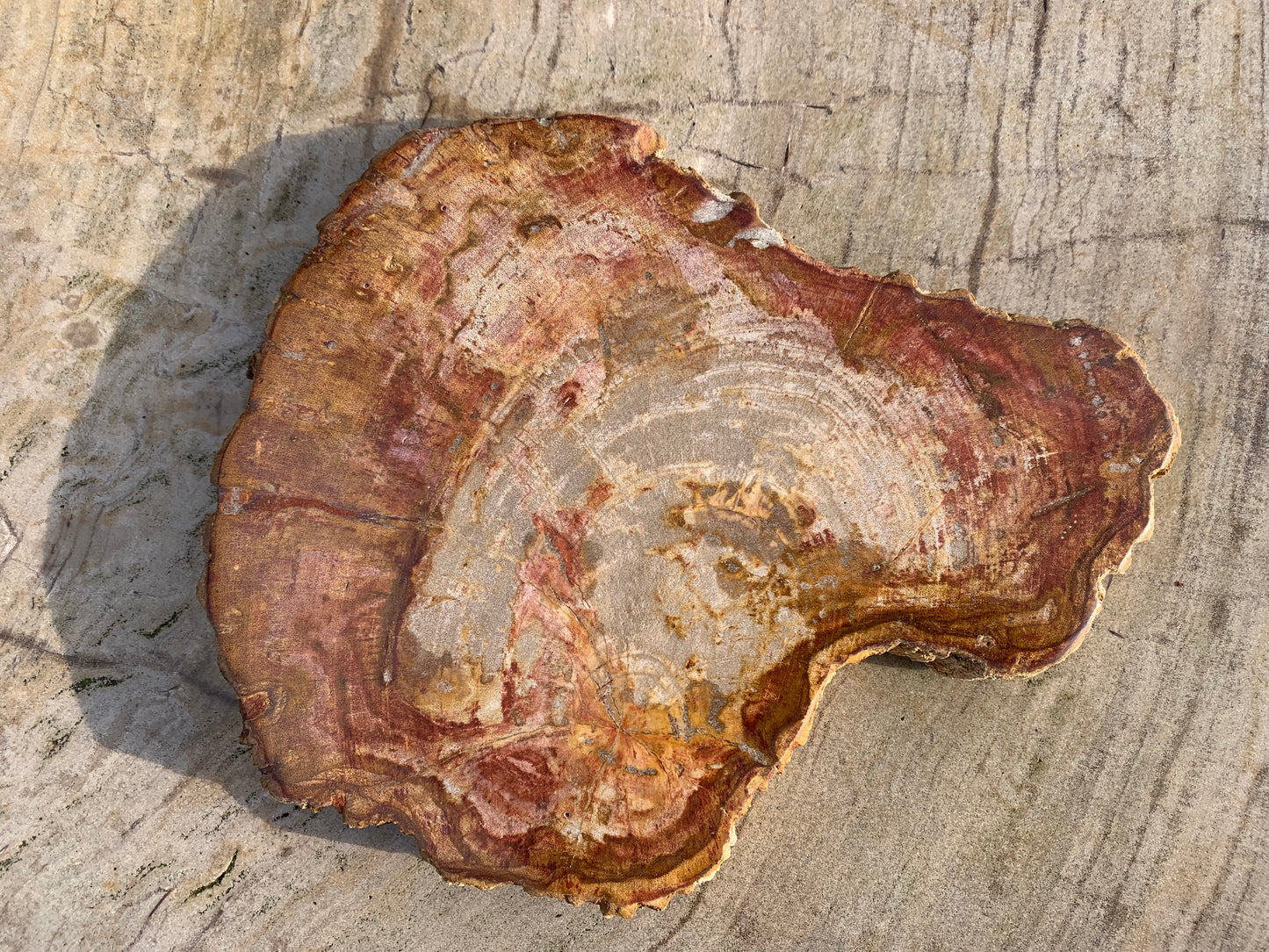 Versteend hout schijf 26