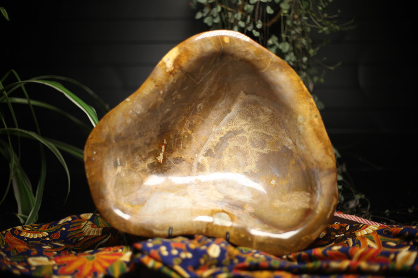 Schaal versteend koraal