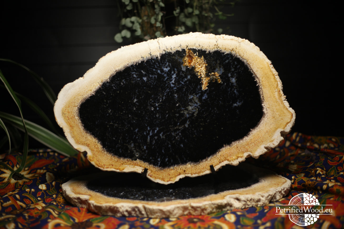 Schijf versteende palmboom wortel