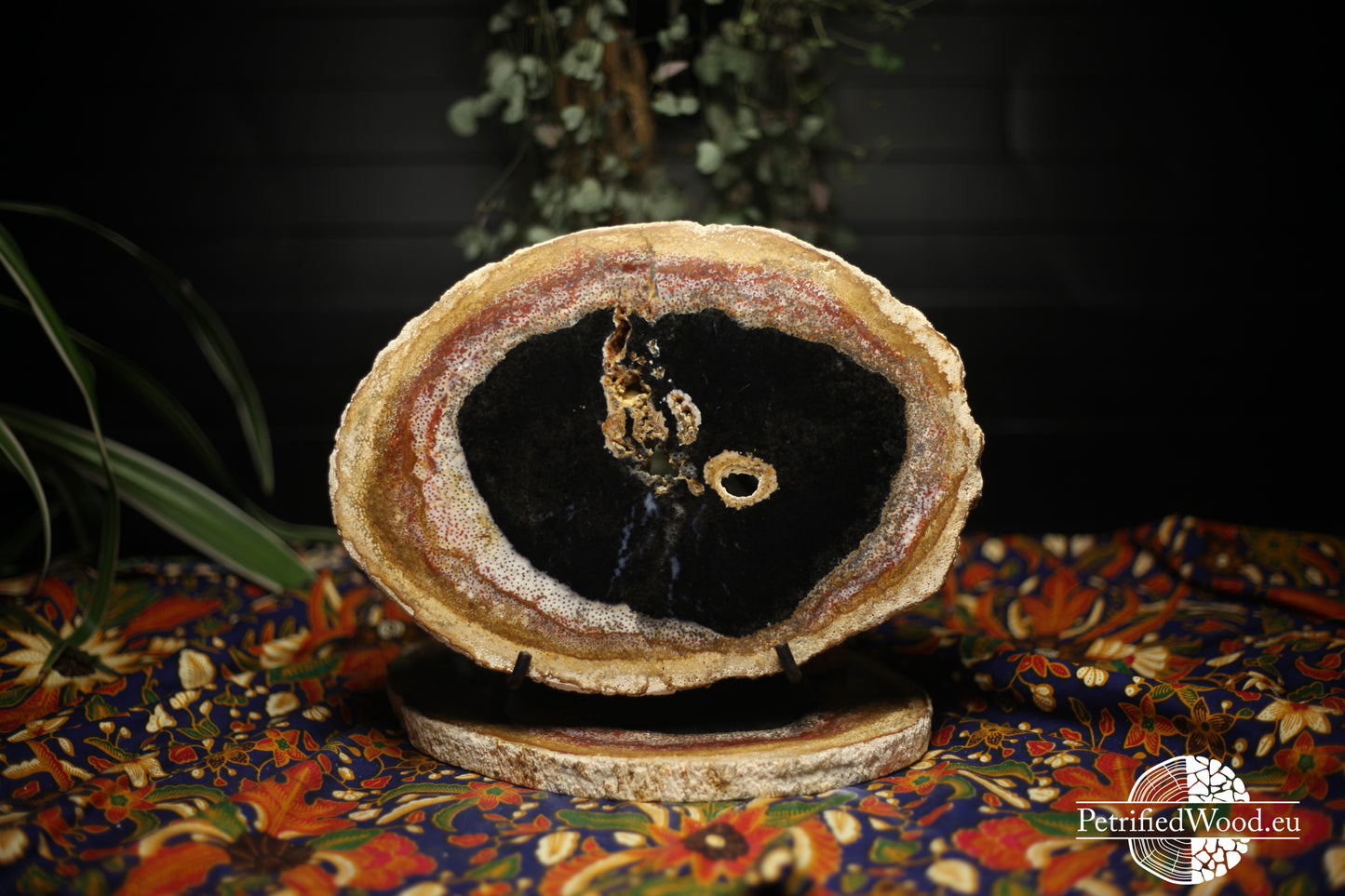 Schijf versteende palmwortel