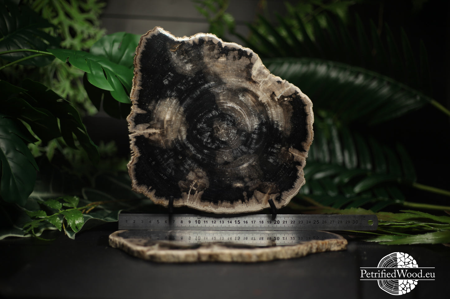 Schijf versteend hout