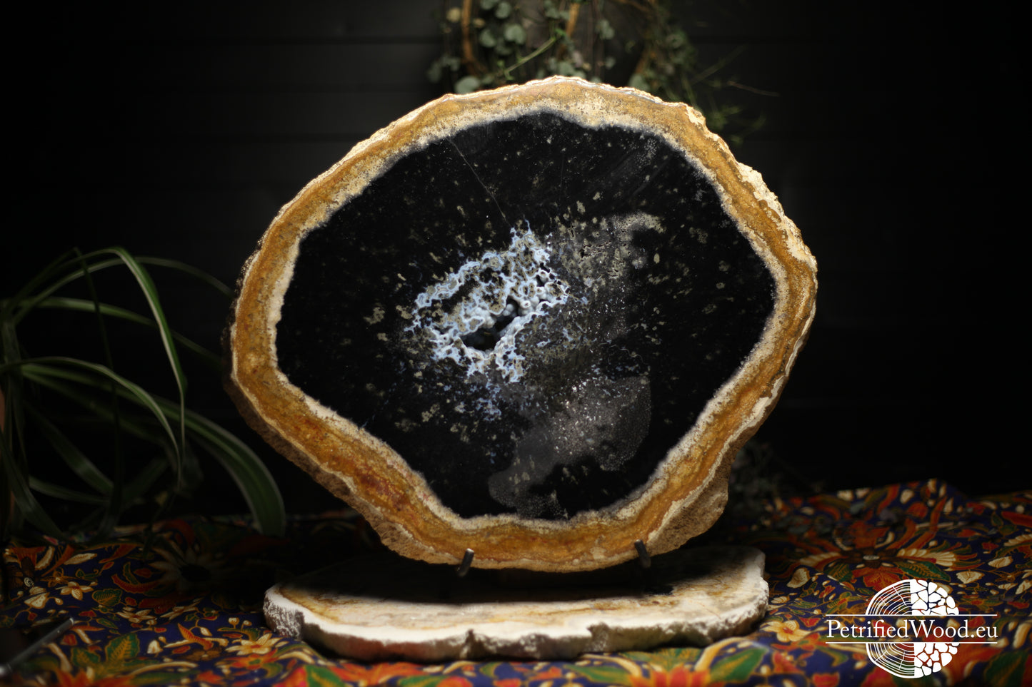 Schijven versteende palmboom wortel