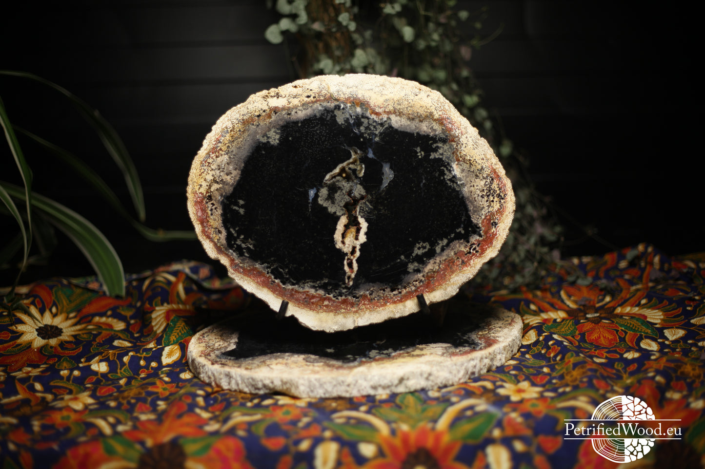 Schijven versteende palmwortel