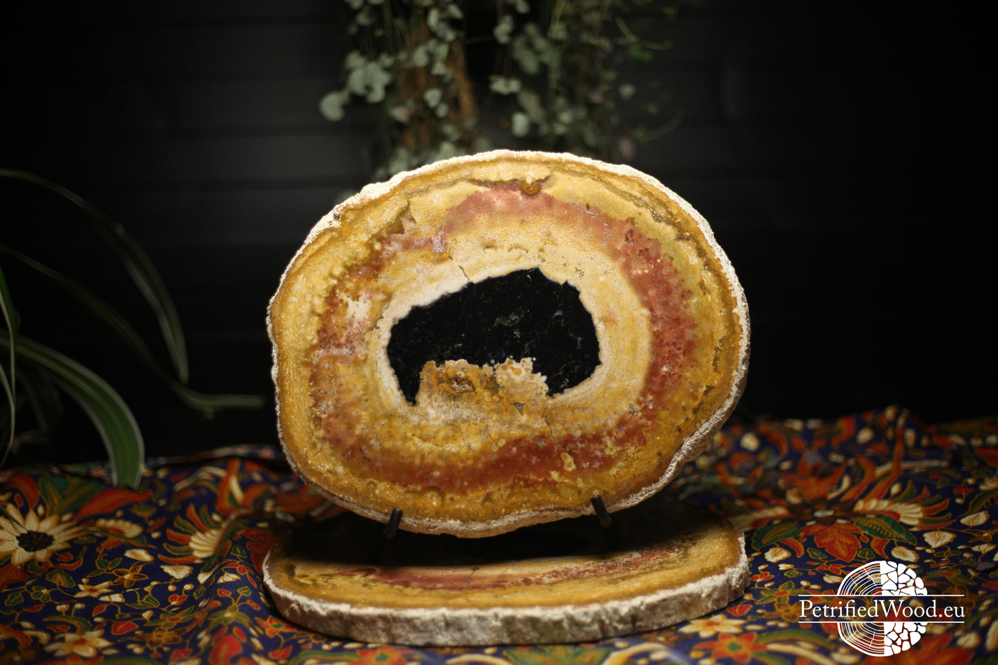 Versteende palmboom wortel schijf