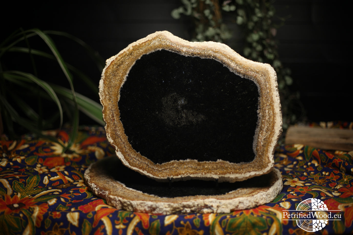 Versteende palmboom wortel