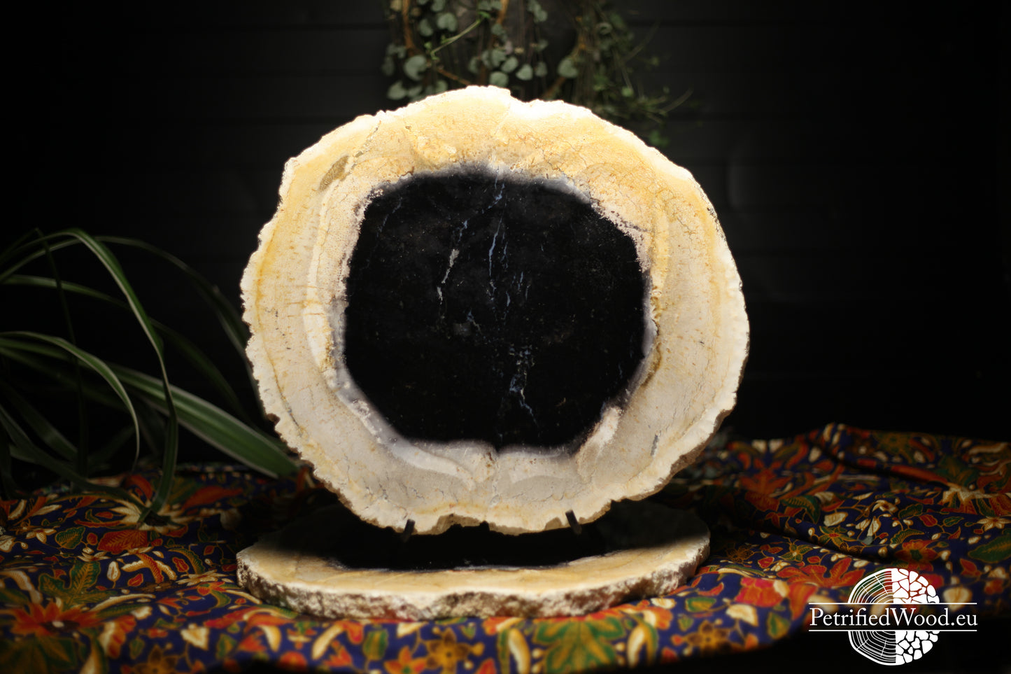 Versteende palmwortel