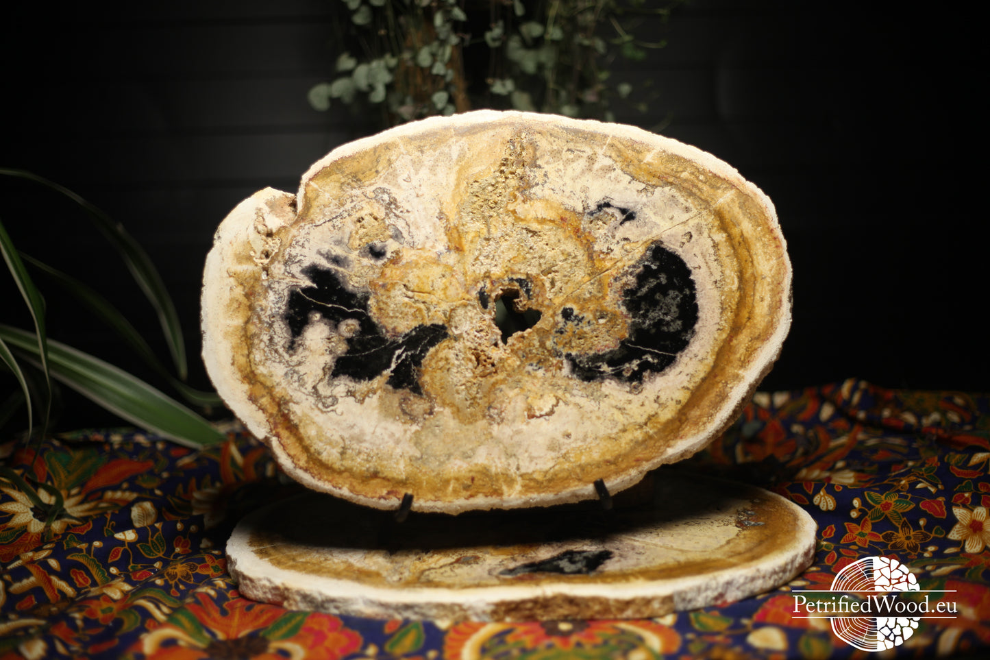 Versteende palmwortel schijf