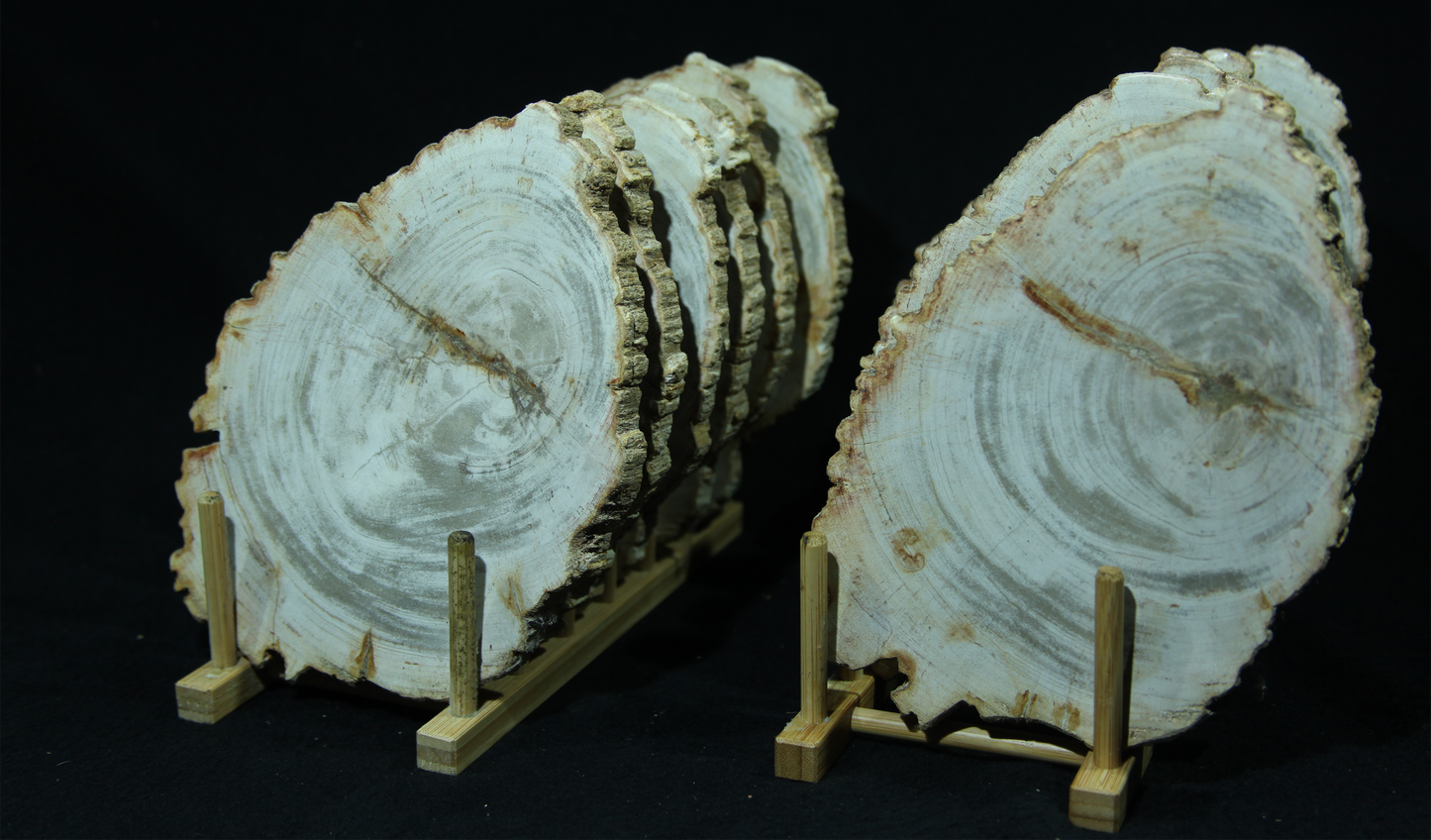 Petrified wood disc 15