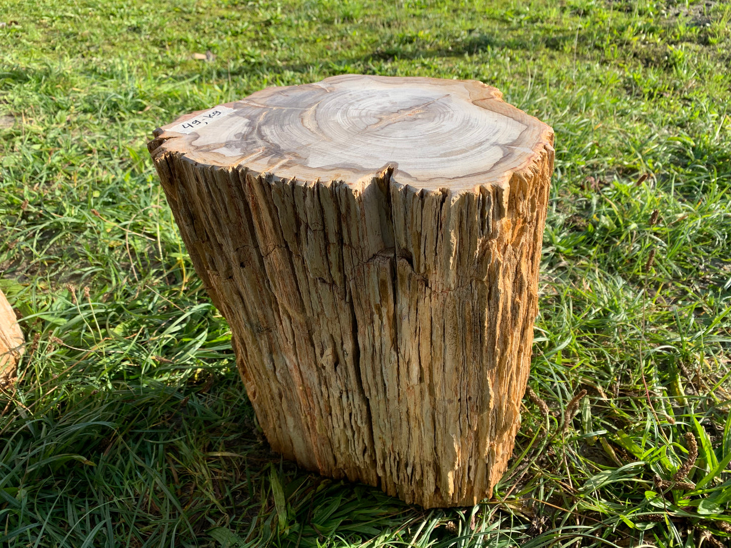 Petrified wood plinth 01