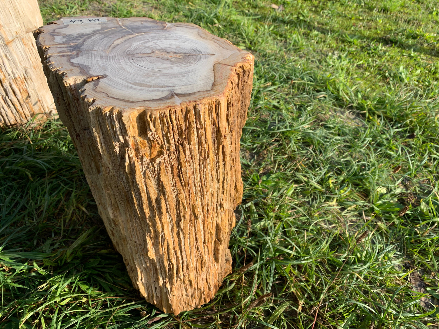 Petrified wood plinth 01