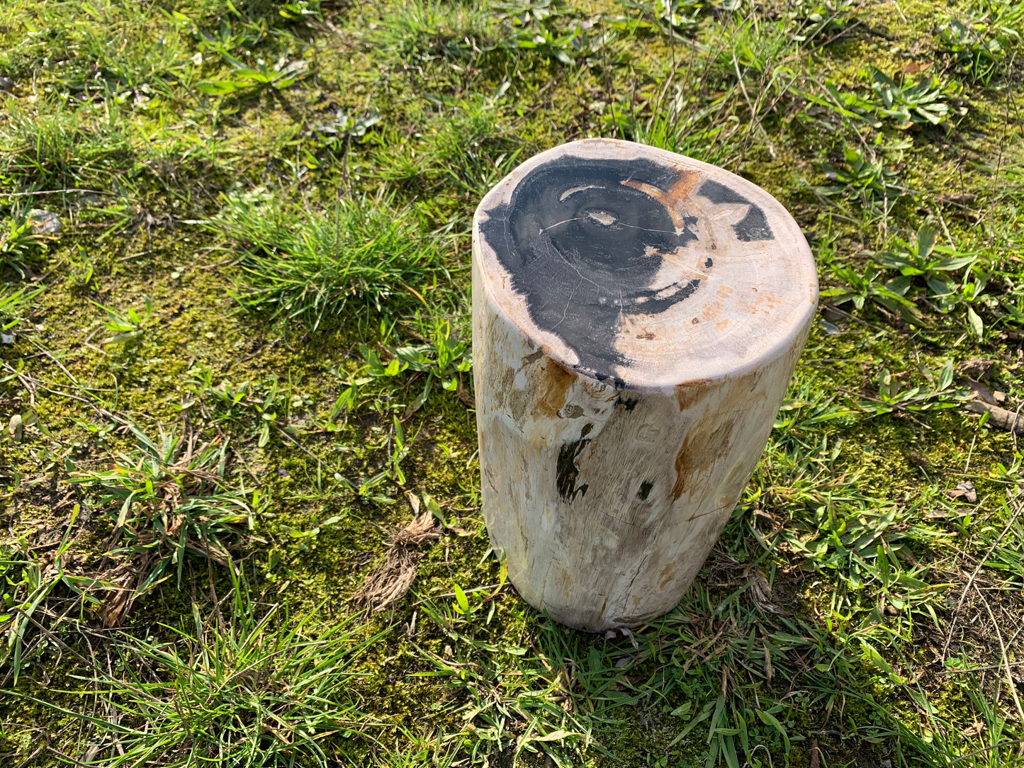 Tribe petrified wood polished