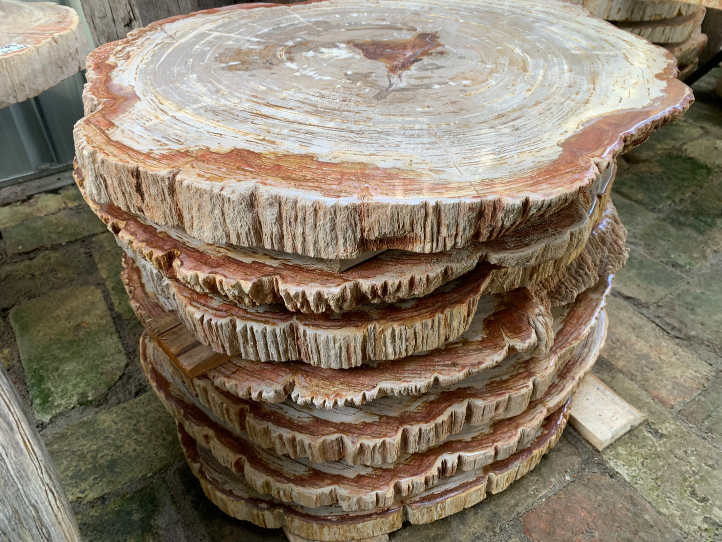 Tischplatte aus versteinertem Holz 02