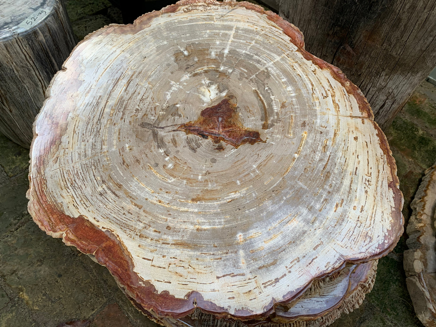 Tischplatte aus versteinertem Holz 02