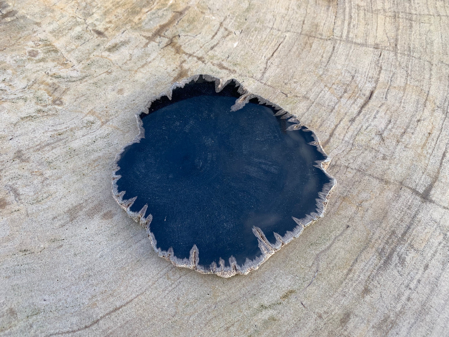 Petrified wood disc 22