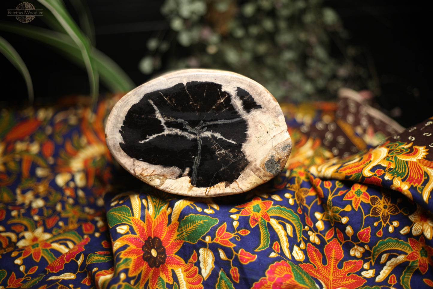 Full polish petrified wood plinth