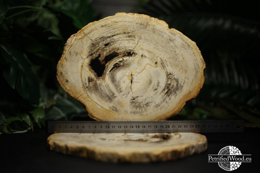 Petrified wood schijf