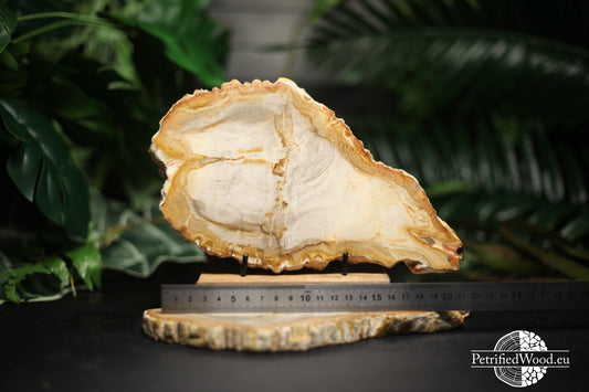 Plak petrified wood