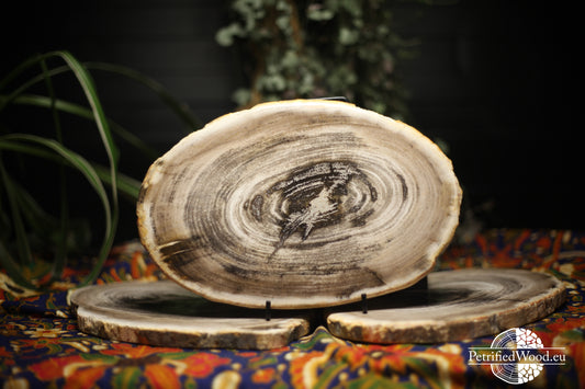 Petrified wood disc 25