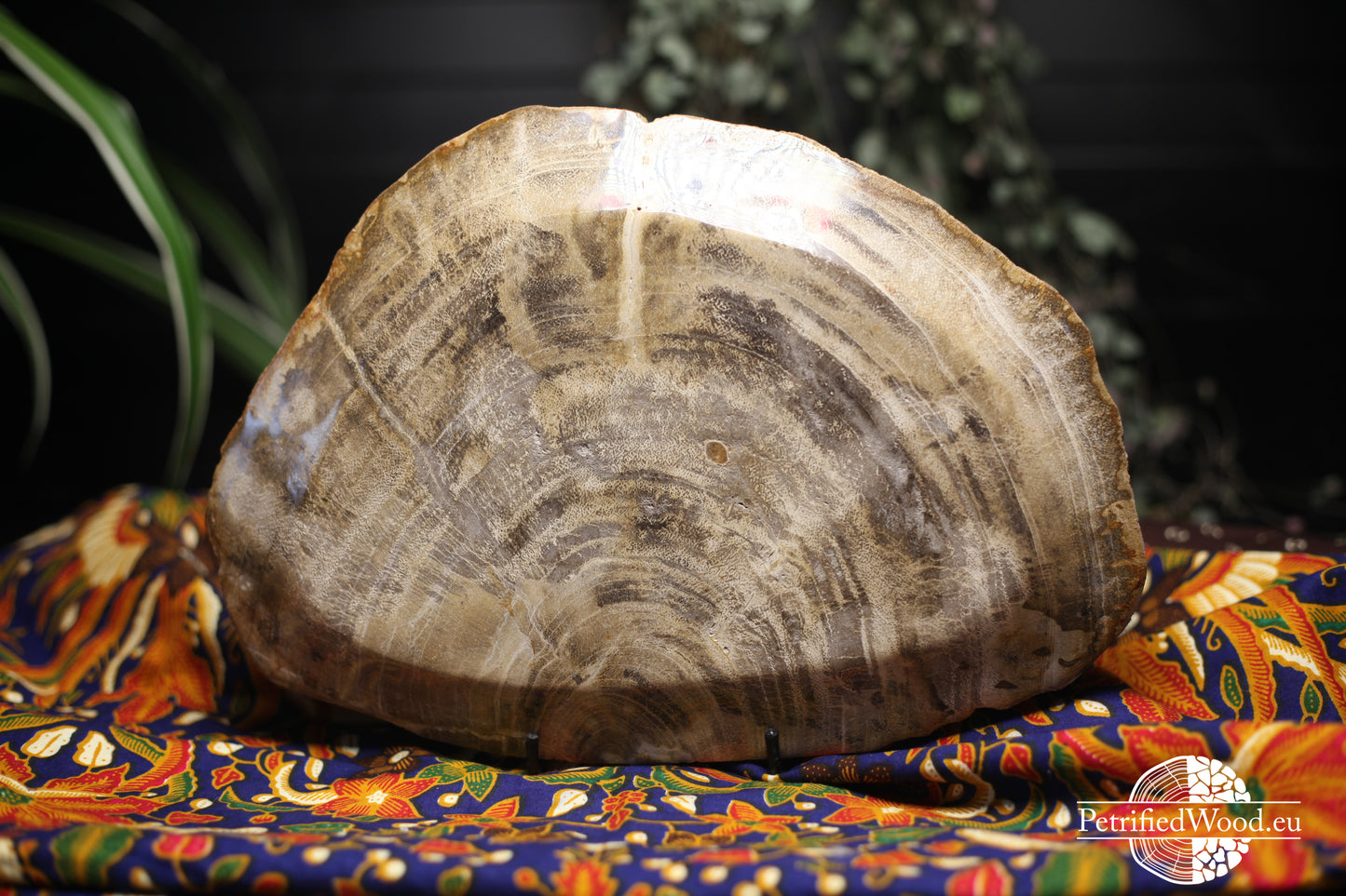 Petrified wooden board