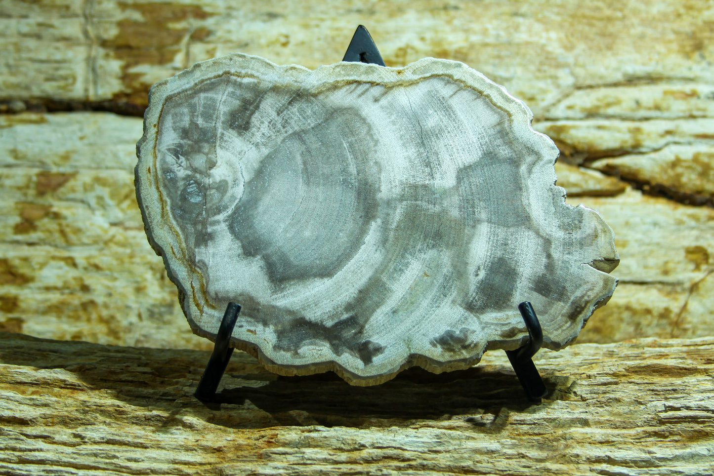 Petrified wood disc 06