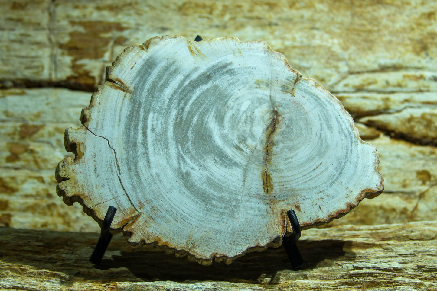 Petrified wood disc 15