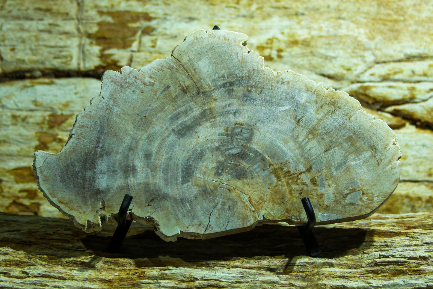 Petrified wood disc 12