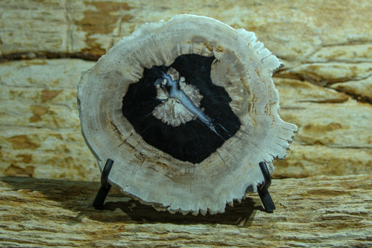 Petrified wood disc 10