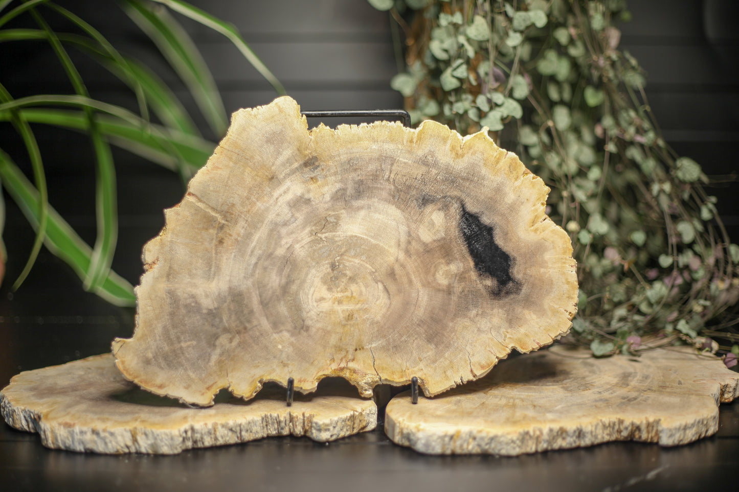 Petrified wood disc 11