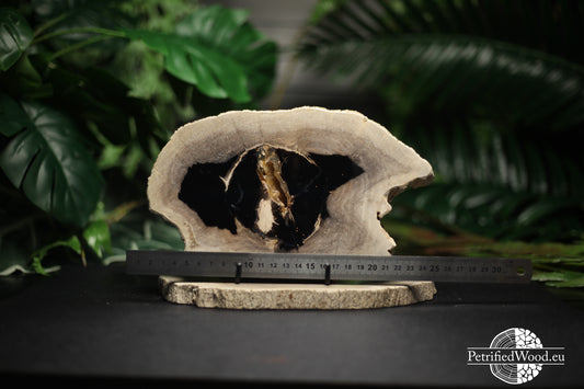 Versteend houten schijf met agaat